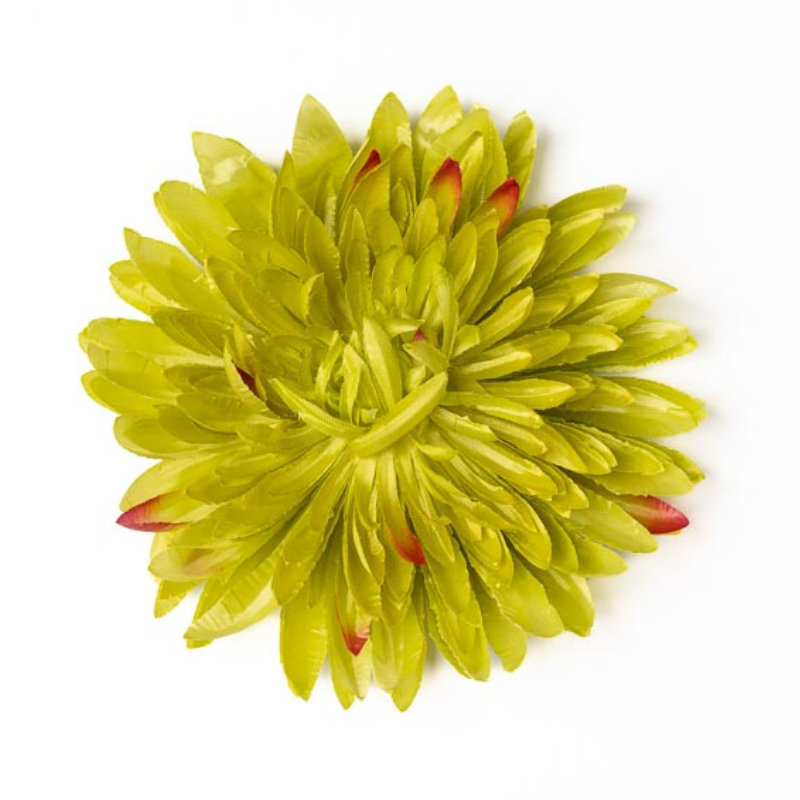 Chrysantheme glanz senfgrün verspielt