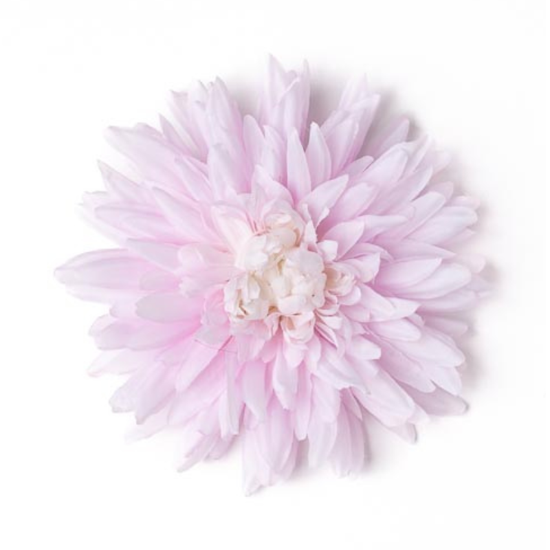 Chrysantheme offen pink hell