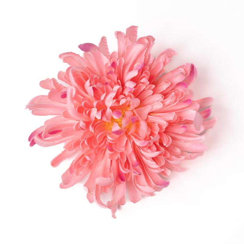 Chrysantheme rosa verspielt