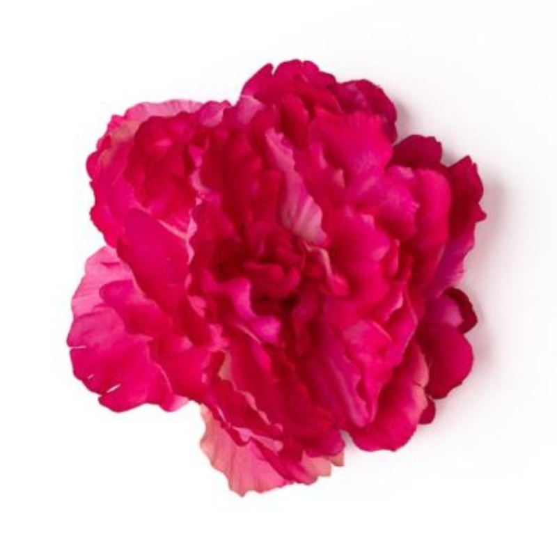 Peonia pink