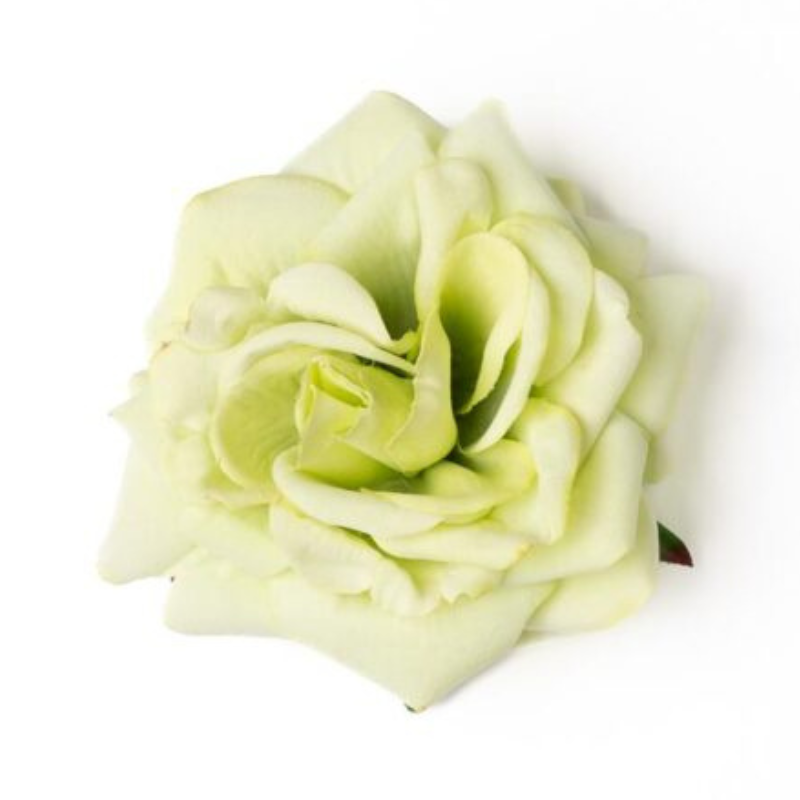 Rose Pistaziengrün
