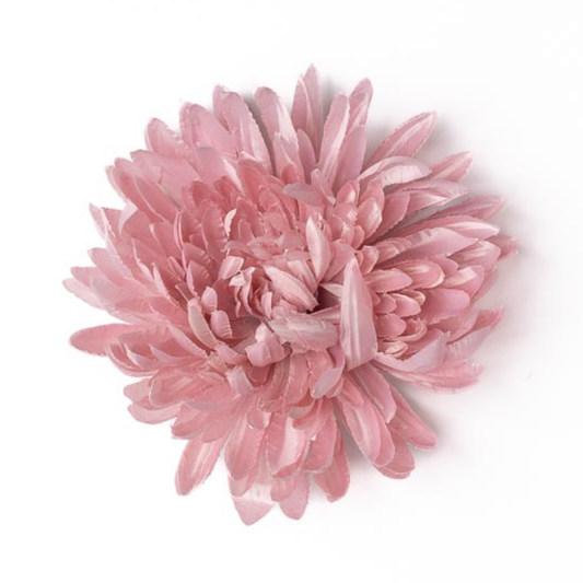 Chrysantheme glanz rosa