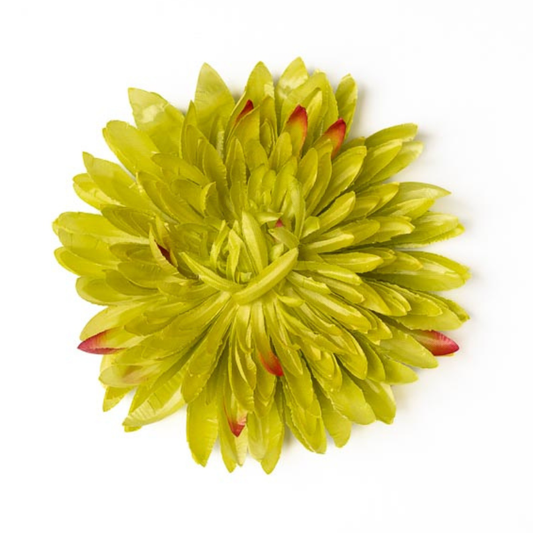 Chrysantheme glanz senfgrün verspielt