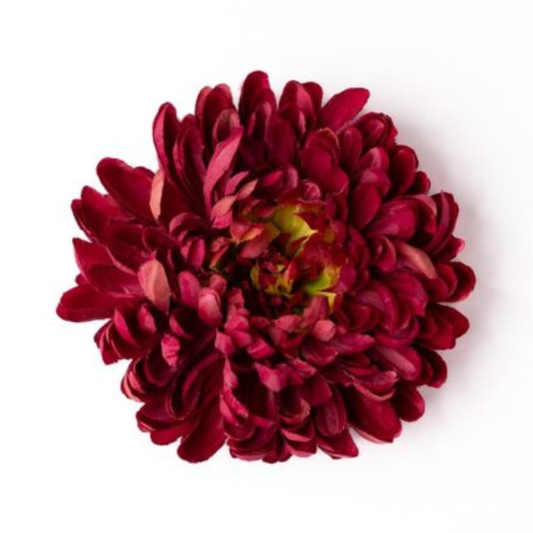 Chrysantheme himbeerrot
