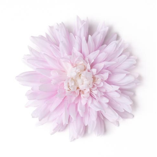 Chrysantheme offen pink hell