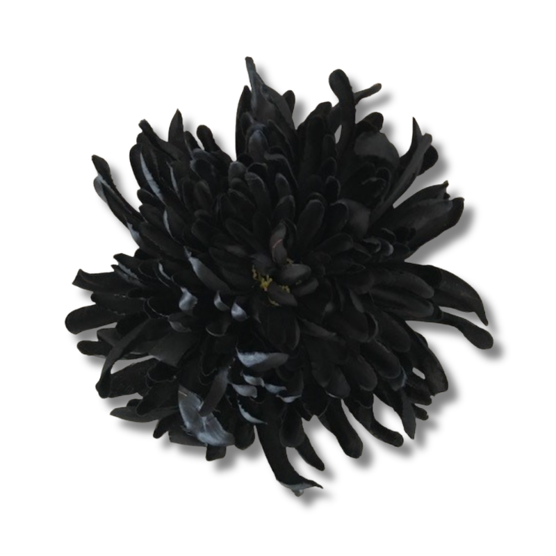 Chrysantheme schwarz verspielt