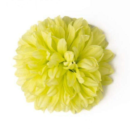 Chrysantheme Xtra zitronengelb