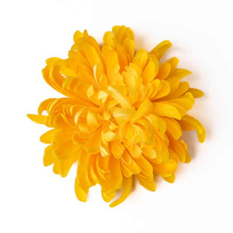 Chrysantheme gelb warm