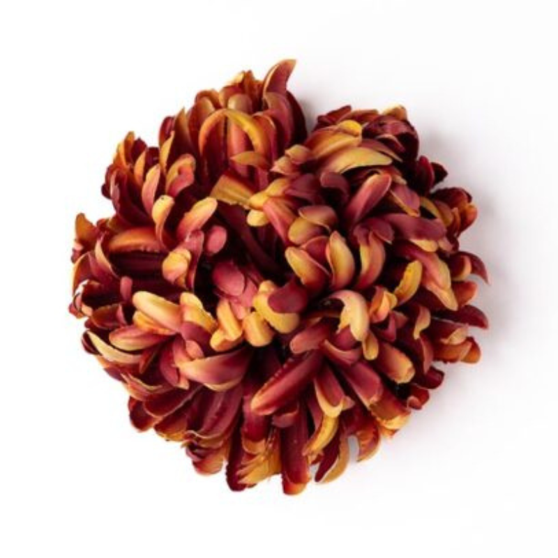 Chrysantheme goldburgund deluxe