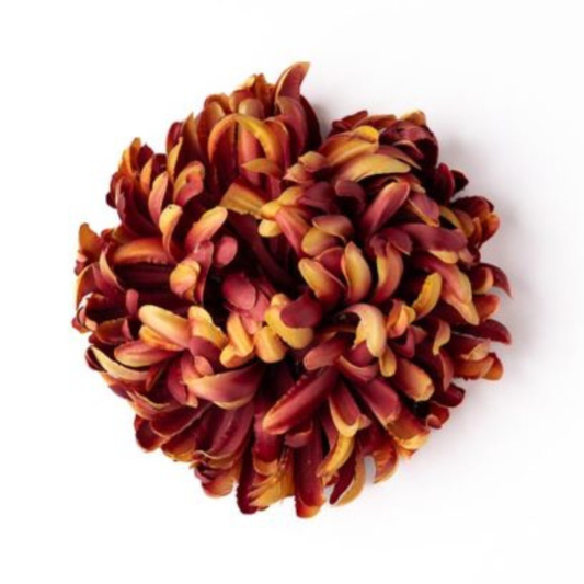 Chrysantheme goldburgund deluxe