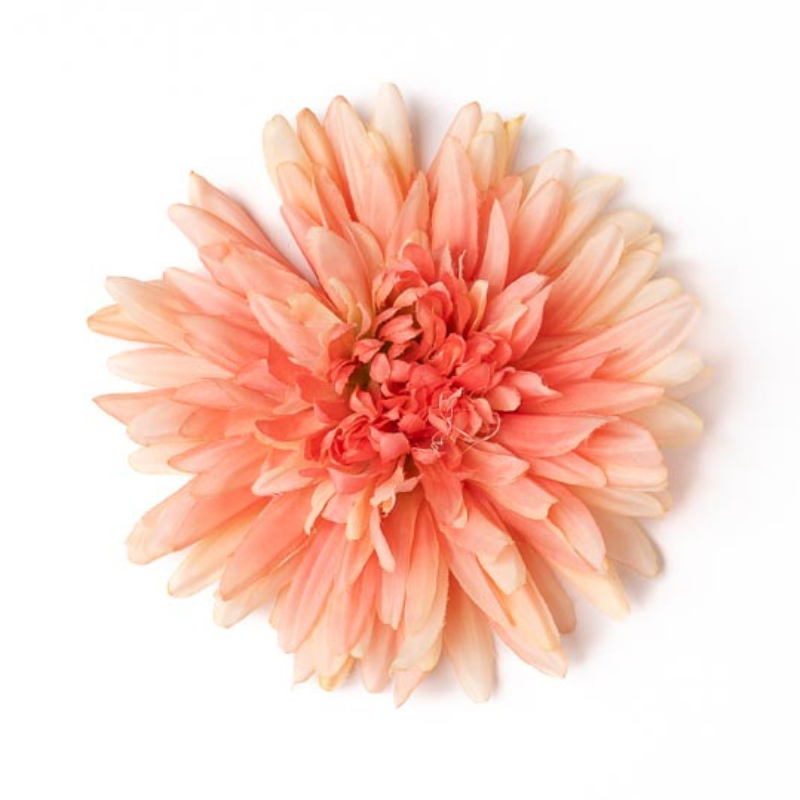 Chrysantheme lachs offen