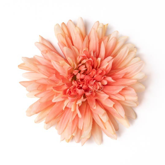Chrysantheme lachs