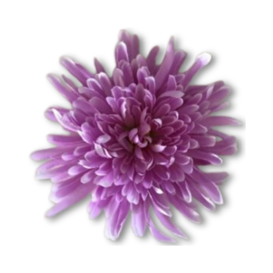 Chrysantheme lila