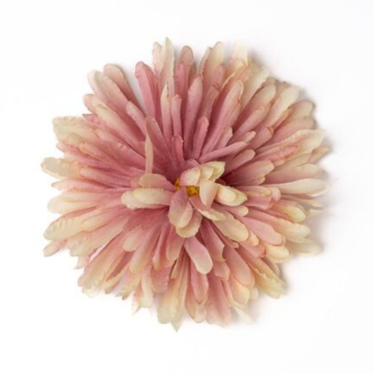 Chrysantheme vanille / rosa offen