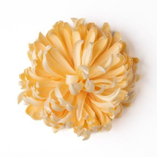 Blume Chrysantheme vanille deluxe