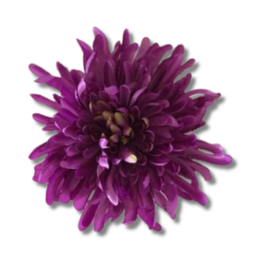 Chrysantheme violett