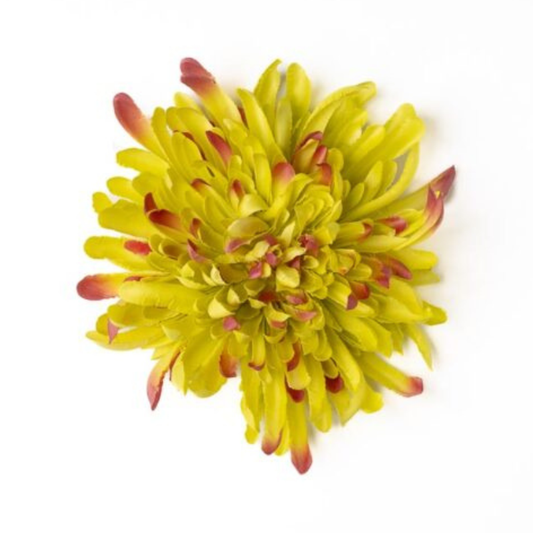 Chrysantheme zitronengelb / korallrot