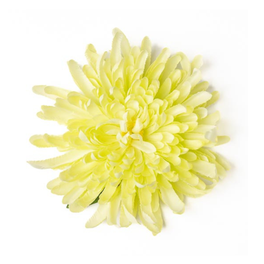 Chrysantheme zitrusgelb