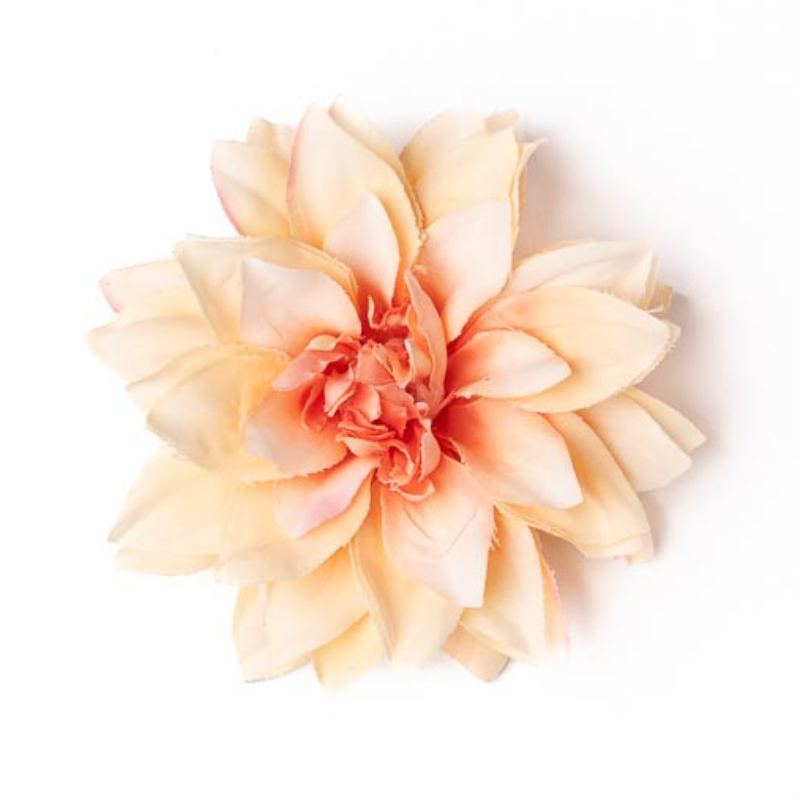 Dahlie klein lachs / fuchsia