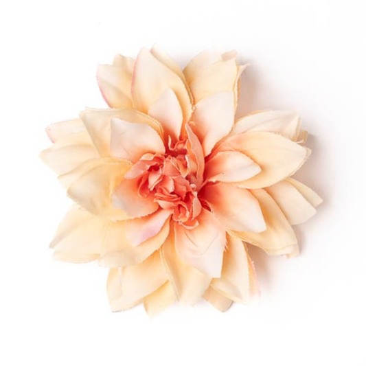 Dahlie klein lachs / fuchsia