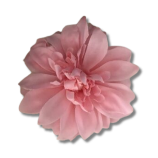 Dahlien rosa
