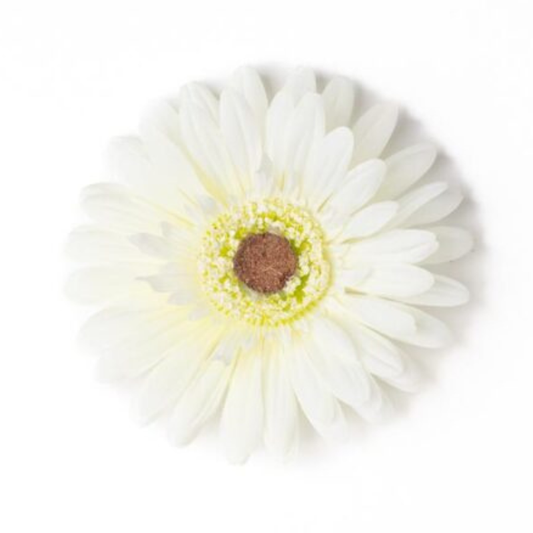 Gerbera weiss