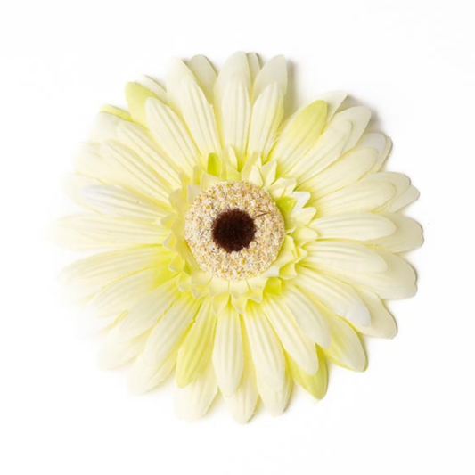 Gerbera weiss/grün