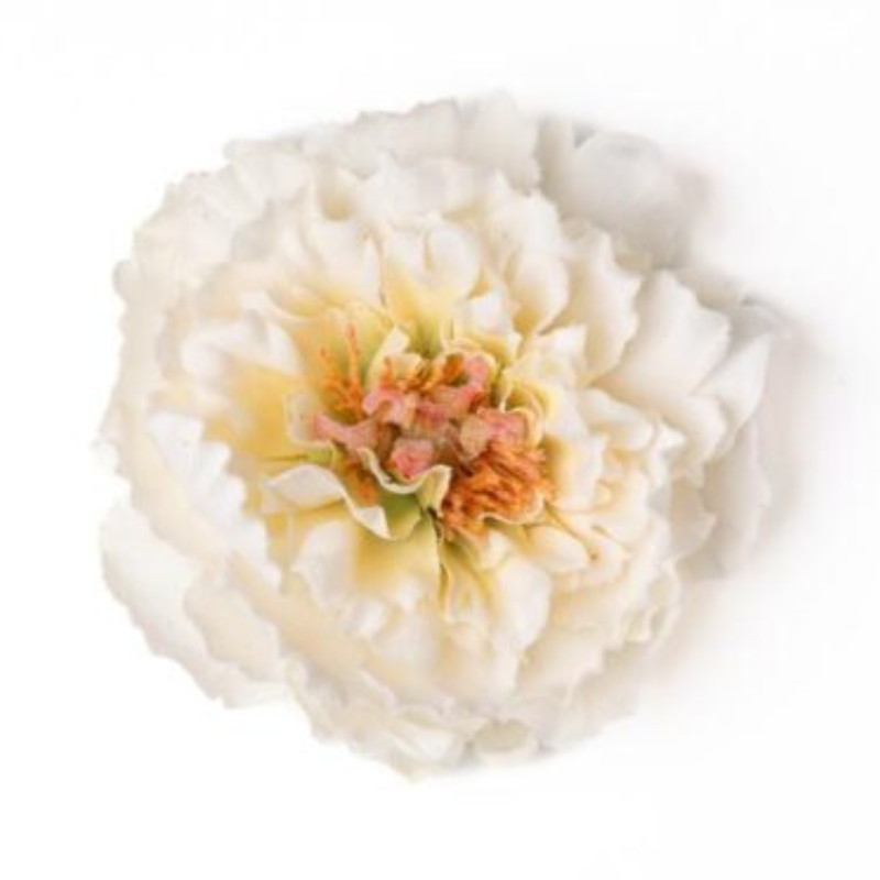 Peonia glitzer weiss