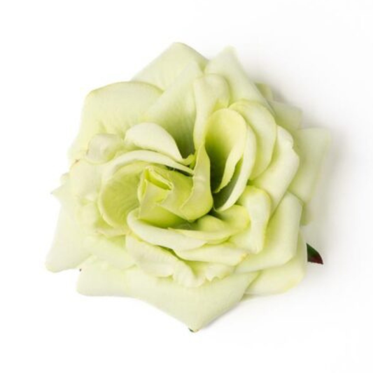 Rose Pistaziengrün