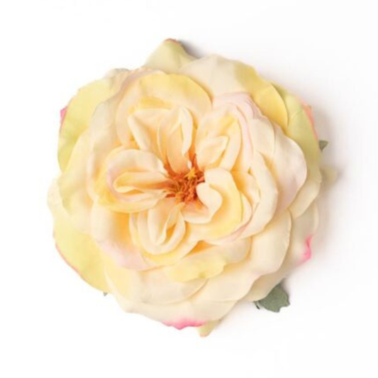 Rose gelb mit pink