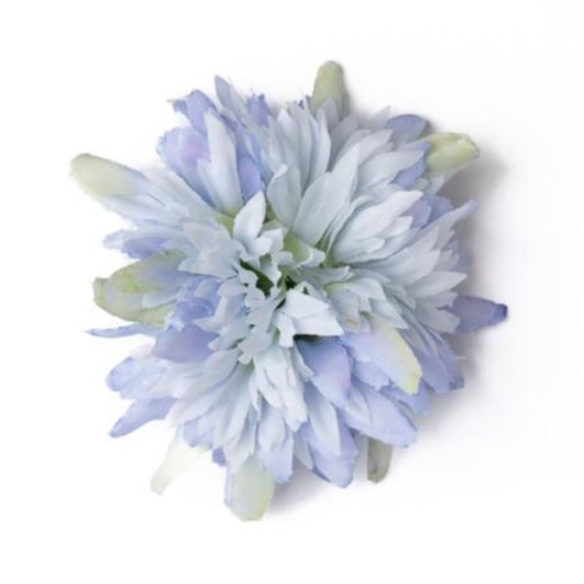 Scabiosa hellblau