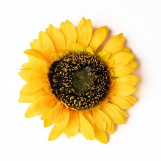 Sonnenblume