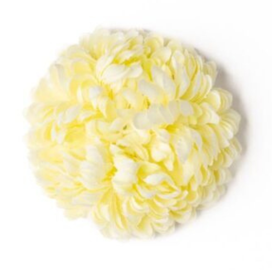 Zinnie creme
