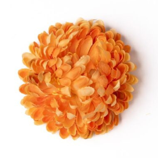 Zinnie orange